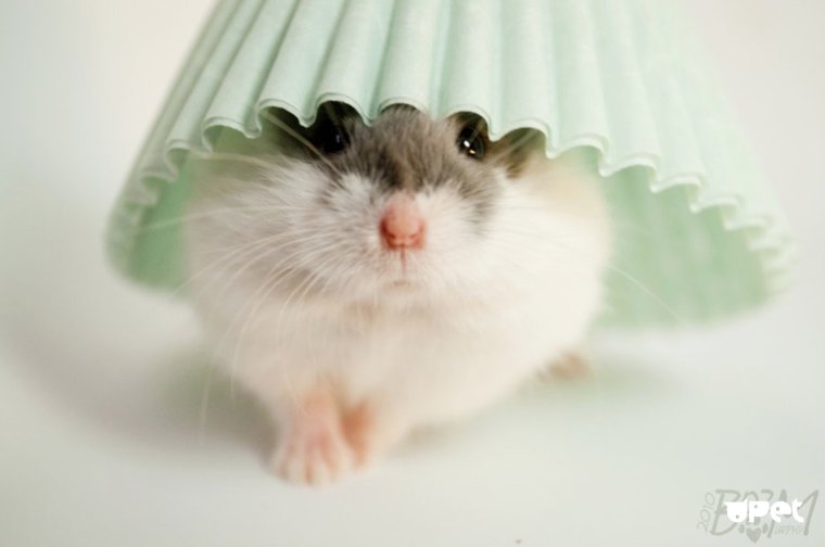 Милый джунгарский хомячок