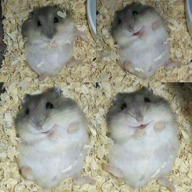 Хомяки породы джунгарский