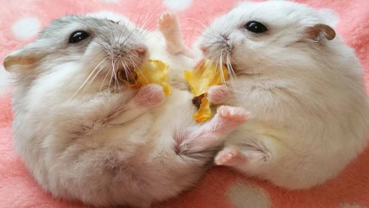 Хомяки джунгарики