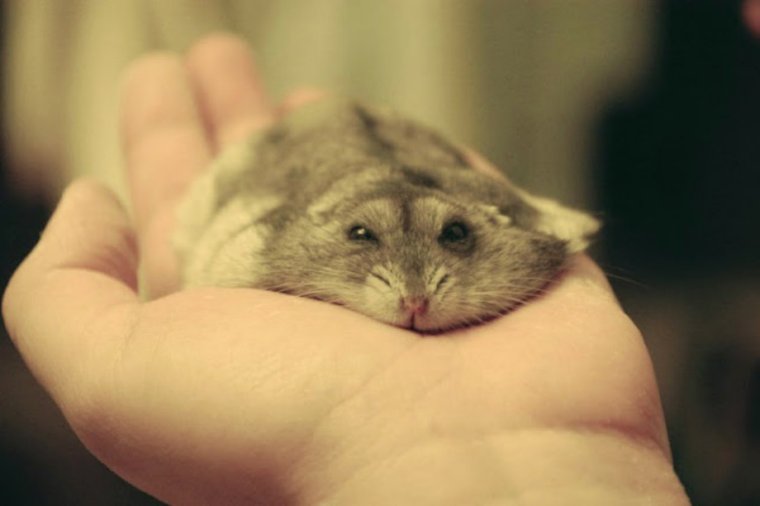 Мертвый хомяк джунгарик