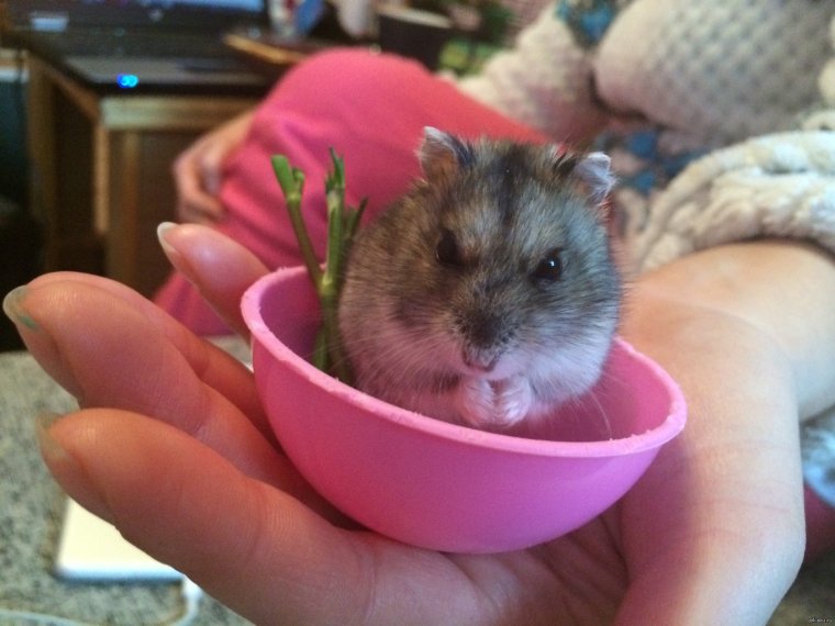 Хомяк джунгарский