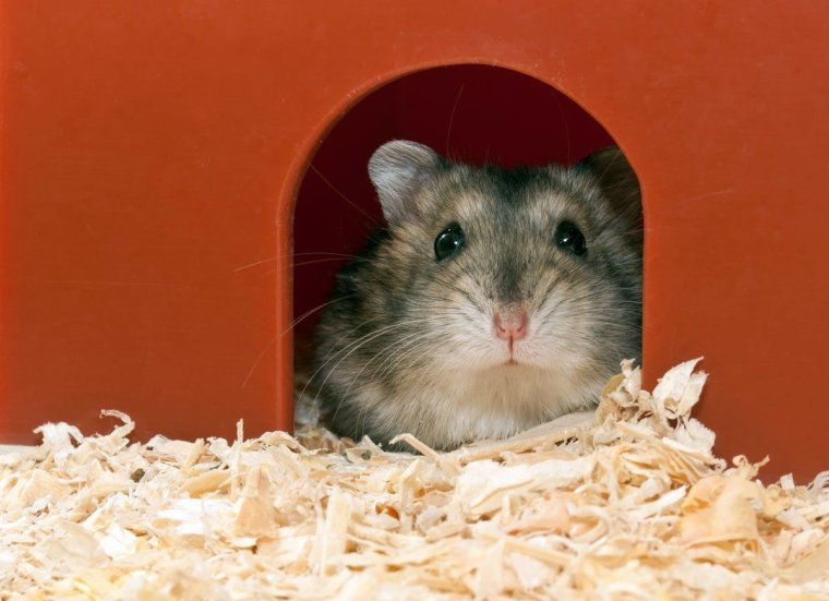 Хомячки джунгарики домики