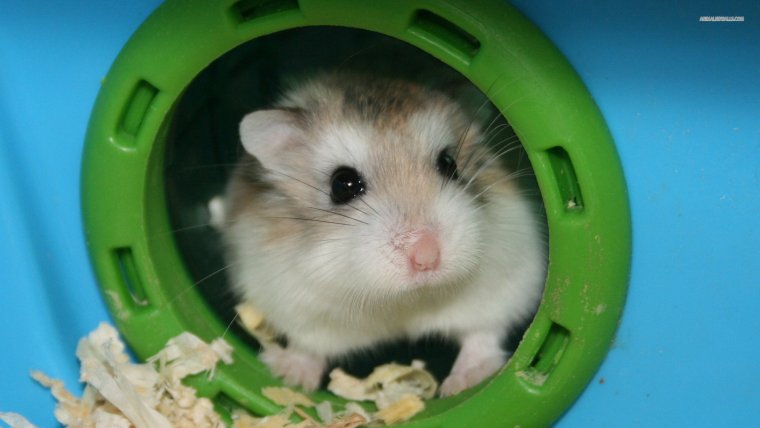 Хомяк джунгарский