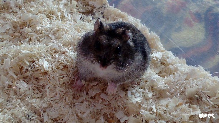 Нора джунгарских хомяков