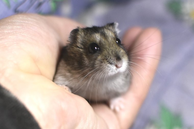Хомячки джунгарики