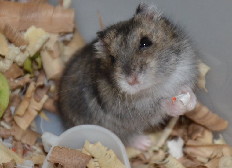 Джунгарский хомяк плоский