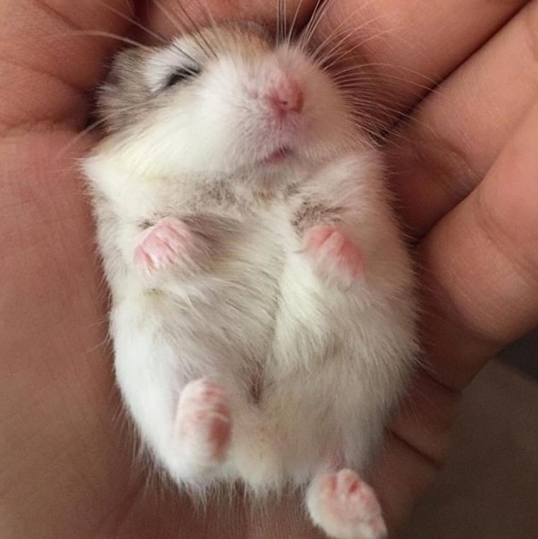 Милые хомячки джунгарики