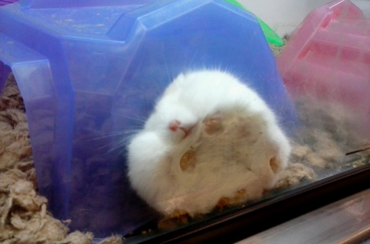 Спящие хомяки