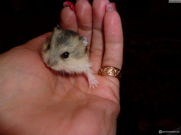 Кэмпбелл хомяк и джунгарик