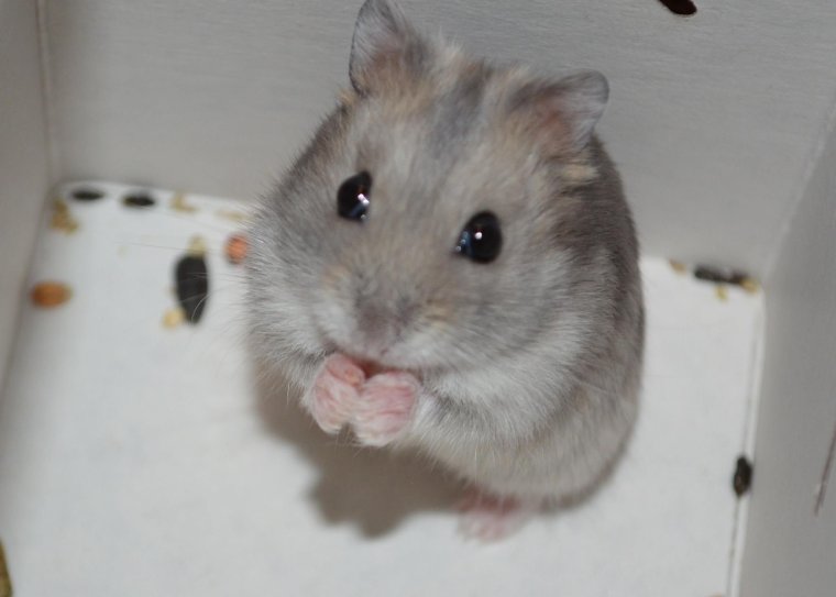 Дикий джунгарский хомяк