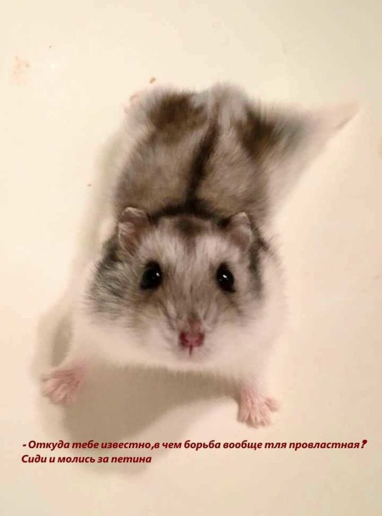 Хомячки джунгарские милые