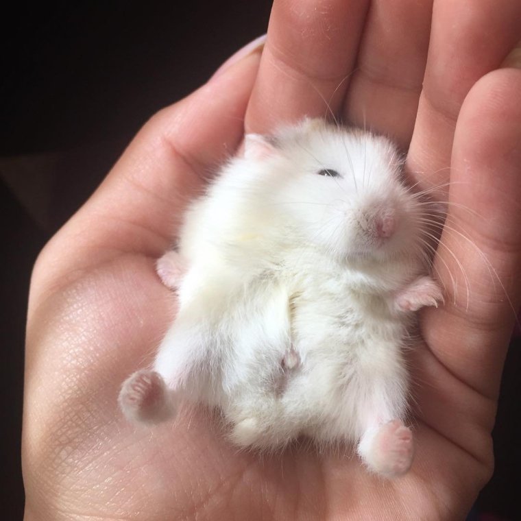 Джунгарский хомяк белый