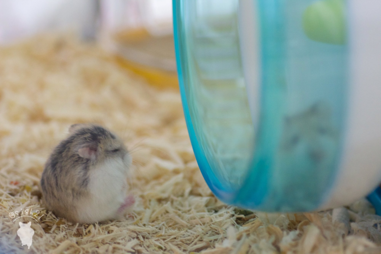 Хомяки джунгарики милые