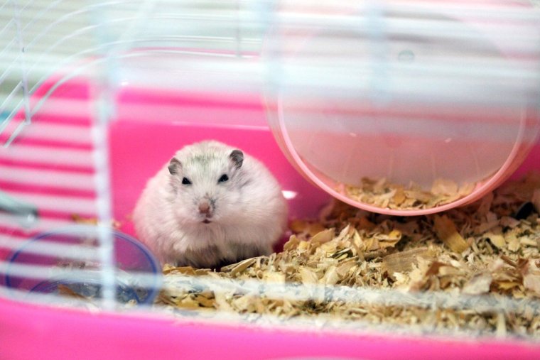 Жемчужный хомяк