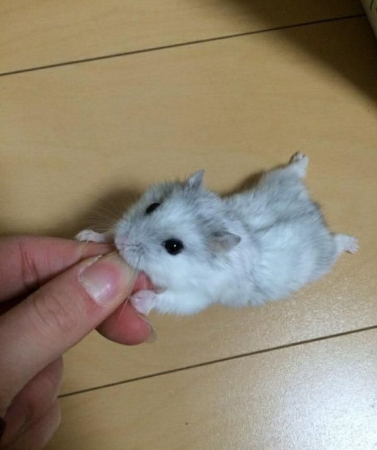 Карликовый хомяк джунгарский