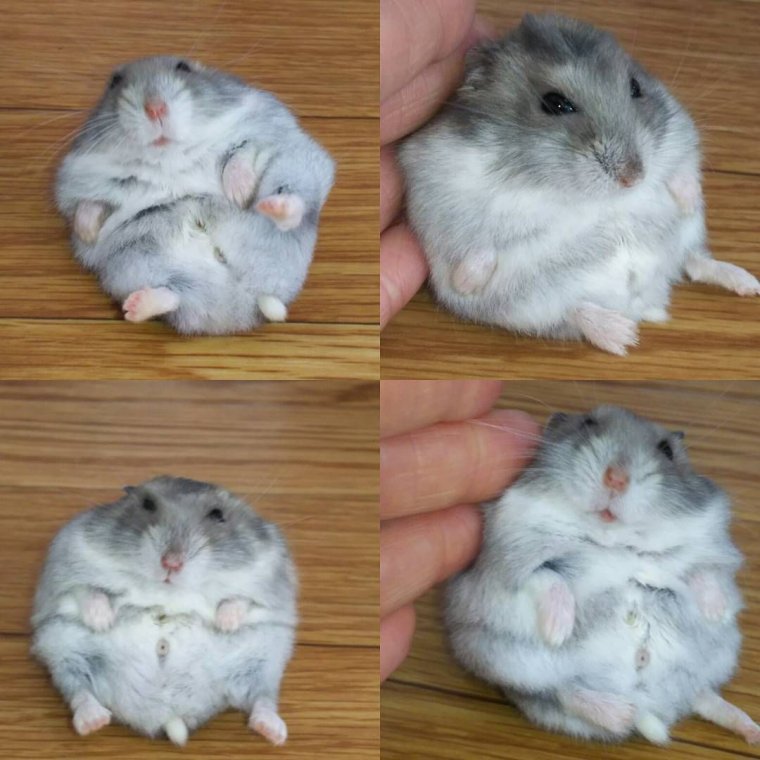 Джунгарский хомяк злой