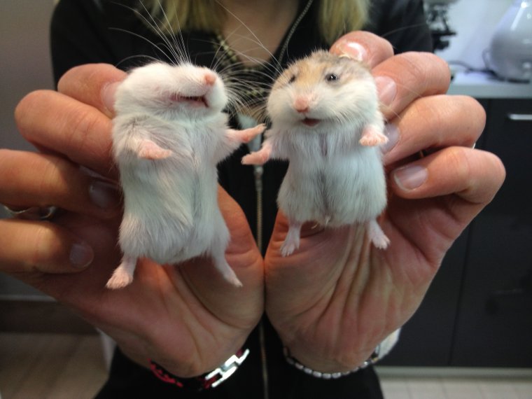 Яйца джунгарского хомяка