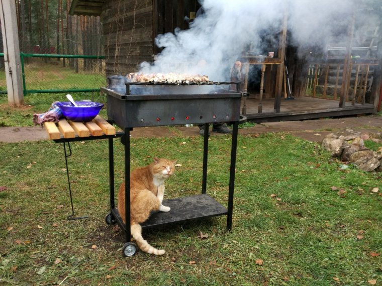 Жареная лиса