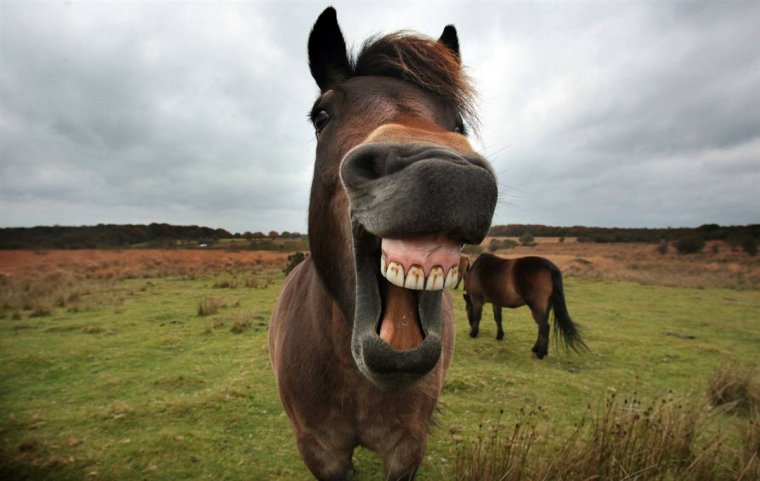 Радостный конь