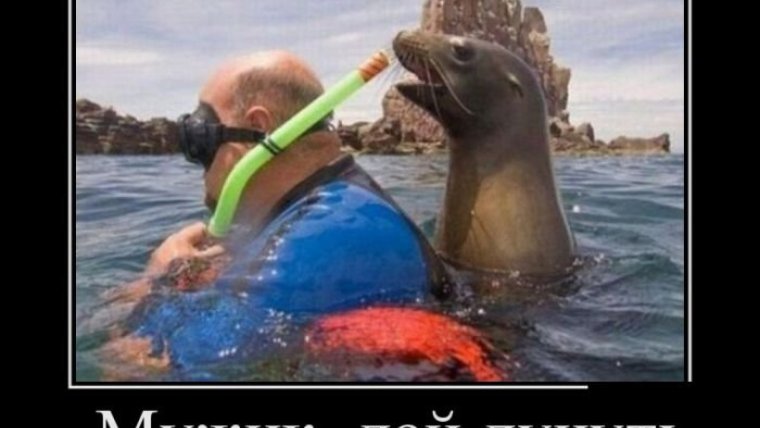 Саяногорск корова в фонтане