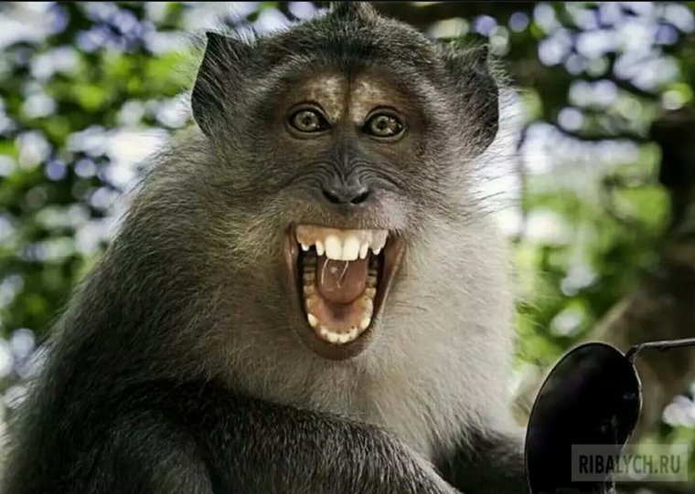 Прикольные картинки