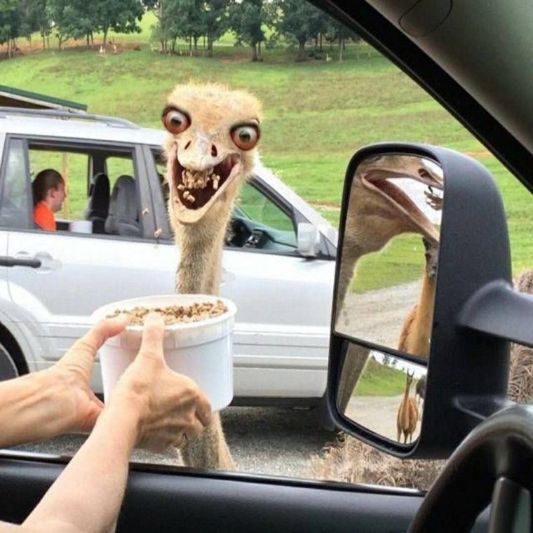 Самые смешные люди до слёз