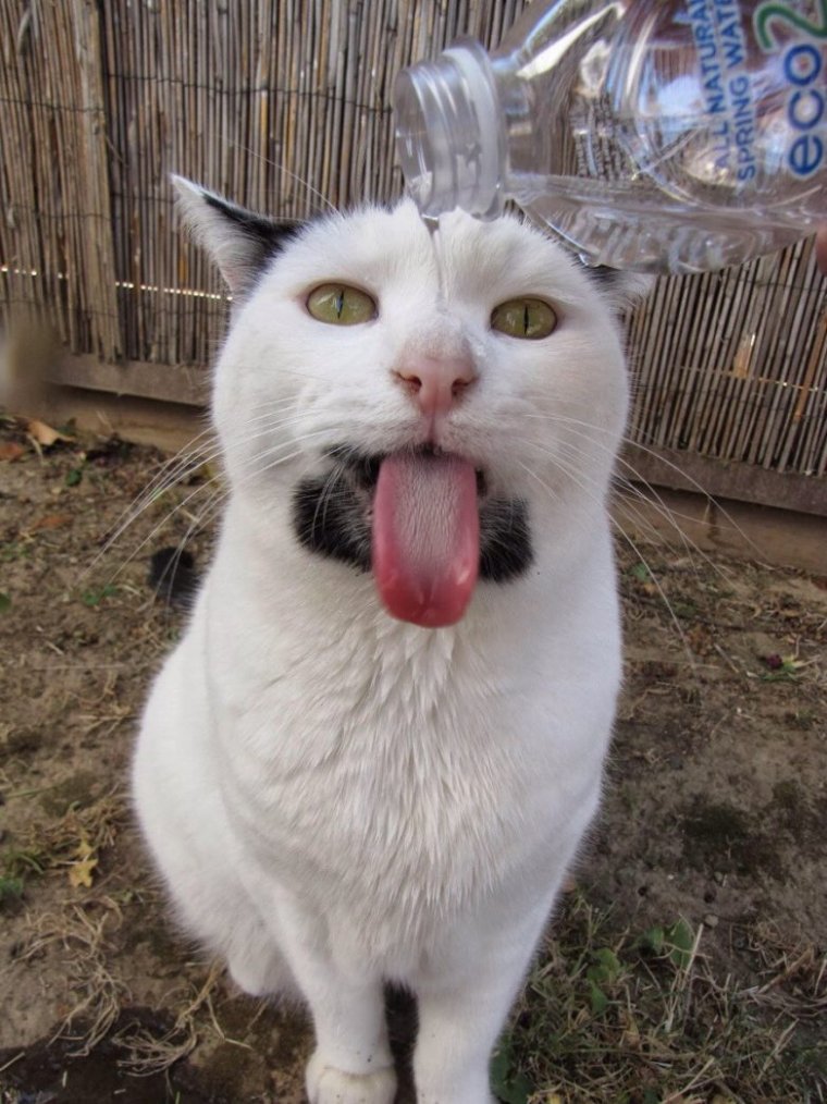 Сушняк прикол