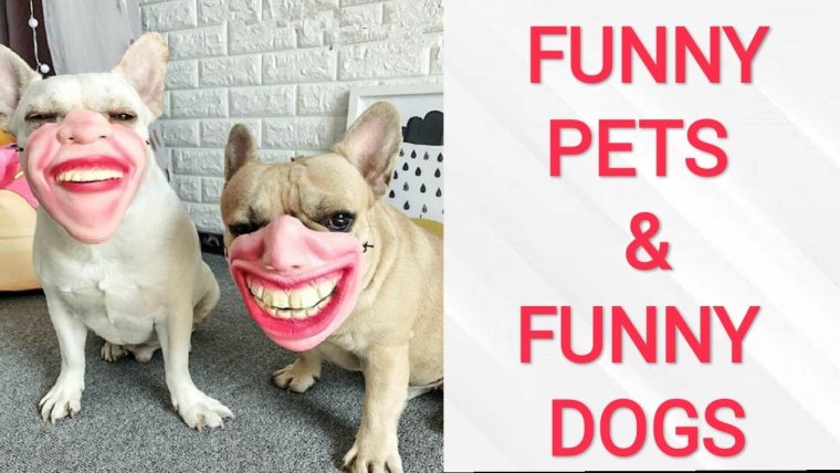 Смешно до слез