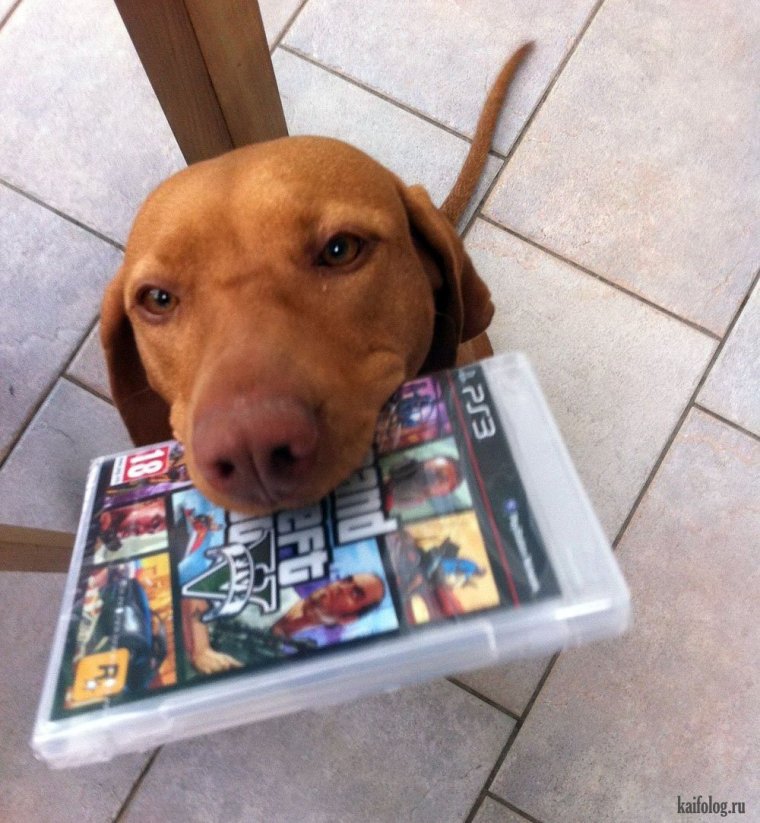 Типичный айтишник