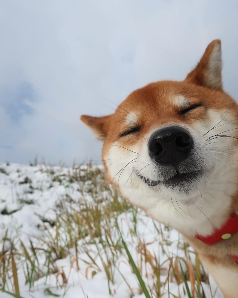 Собака улыбака Акита ину
