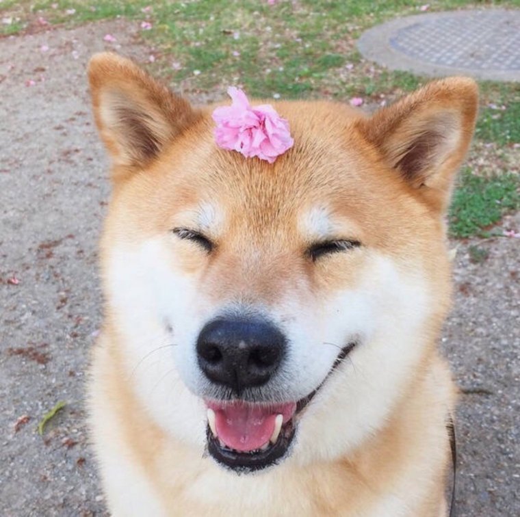 Собака улыбака Акита ину