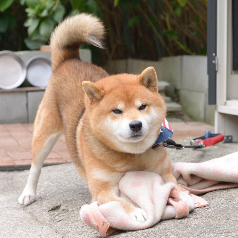 Сиба ину лапки