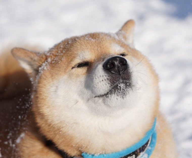 Сиба ину толстенькая