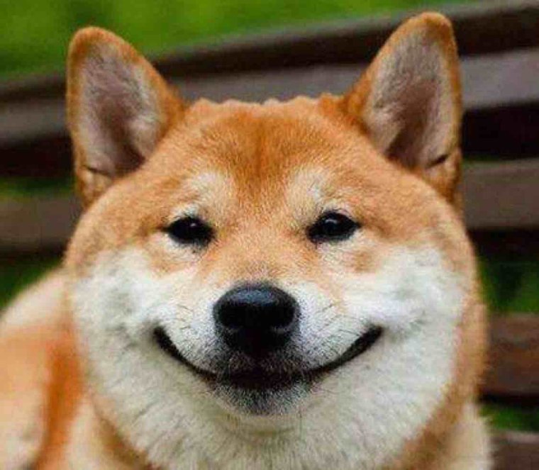 Собака-улыбака порода сиба-ину