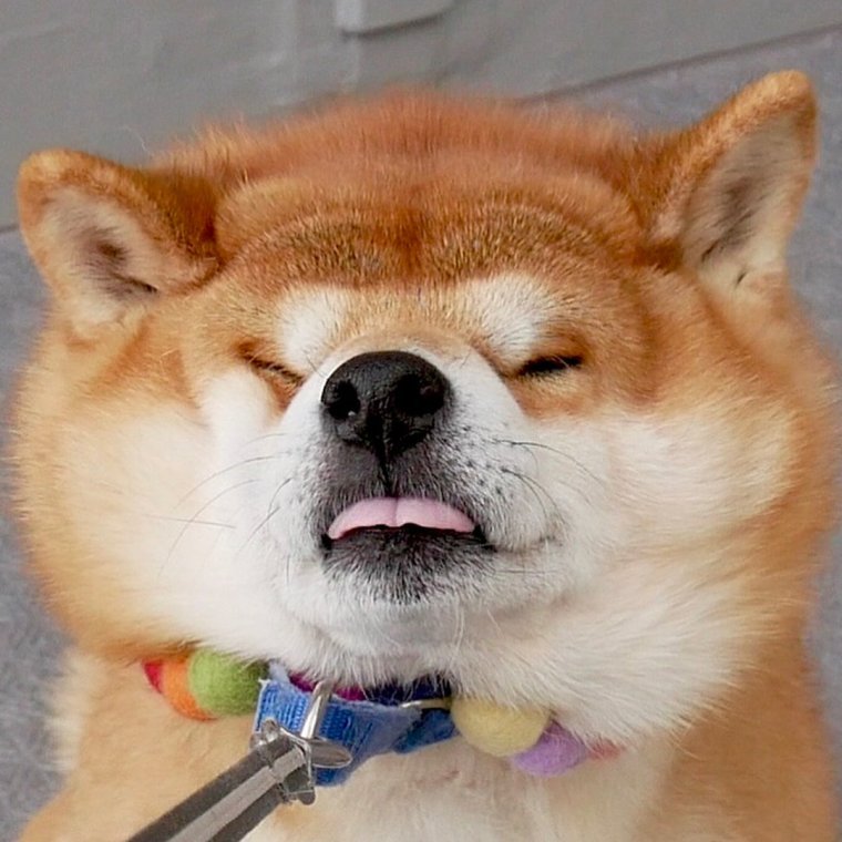 Толстая Акита ину