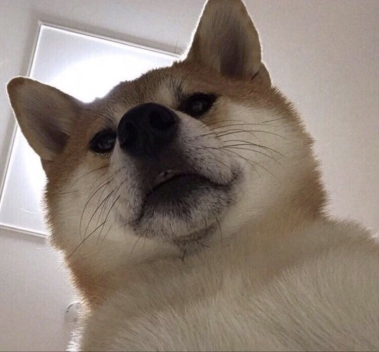 Животные из мемов