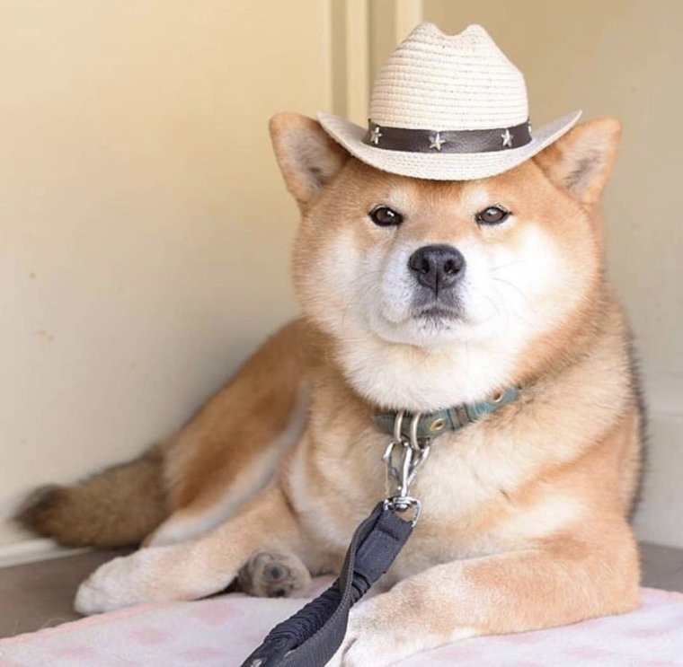 Шиба ину на аву