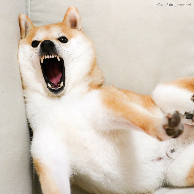 Прикол сиба ину орет на совещании