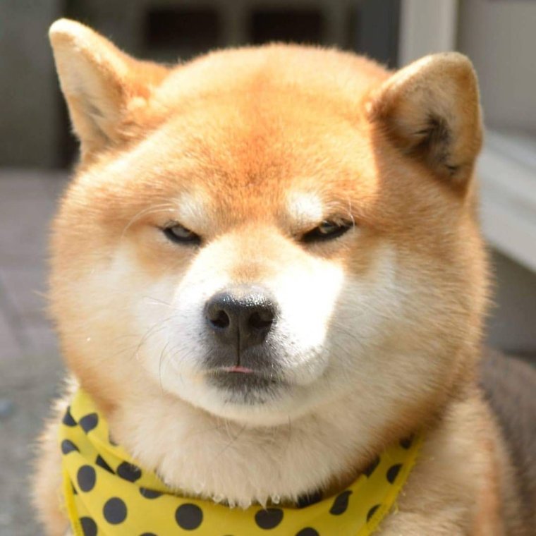 Шиба ину на аву