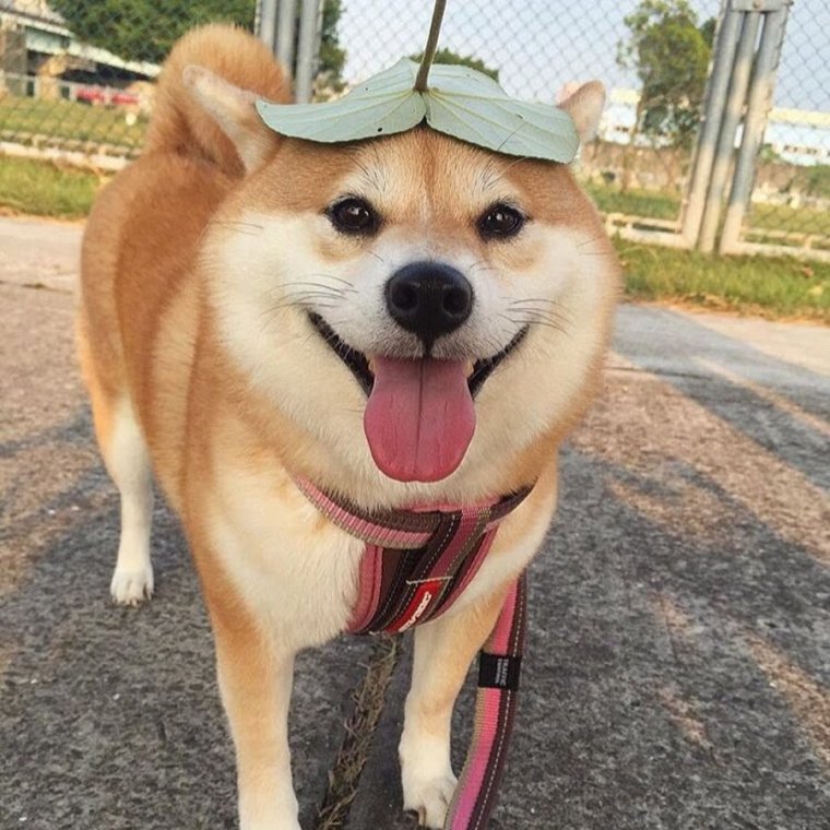 Шиба ину на аву