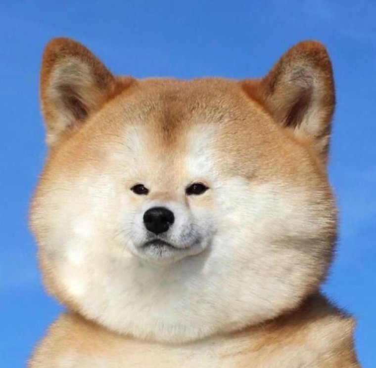 Толстая сиба ину