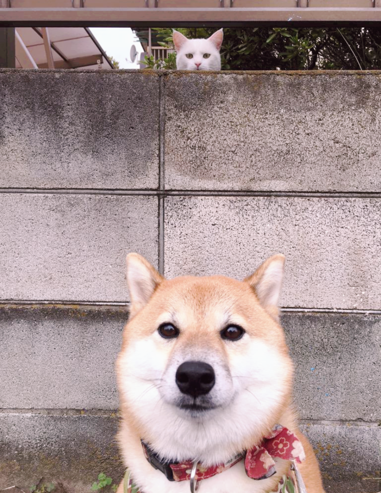 Подозрительный Шиба-ину