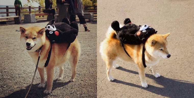 Приколы с акитами Инуми