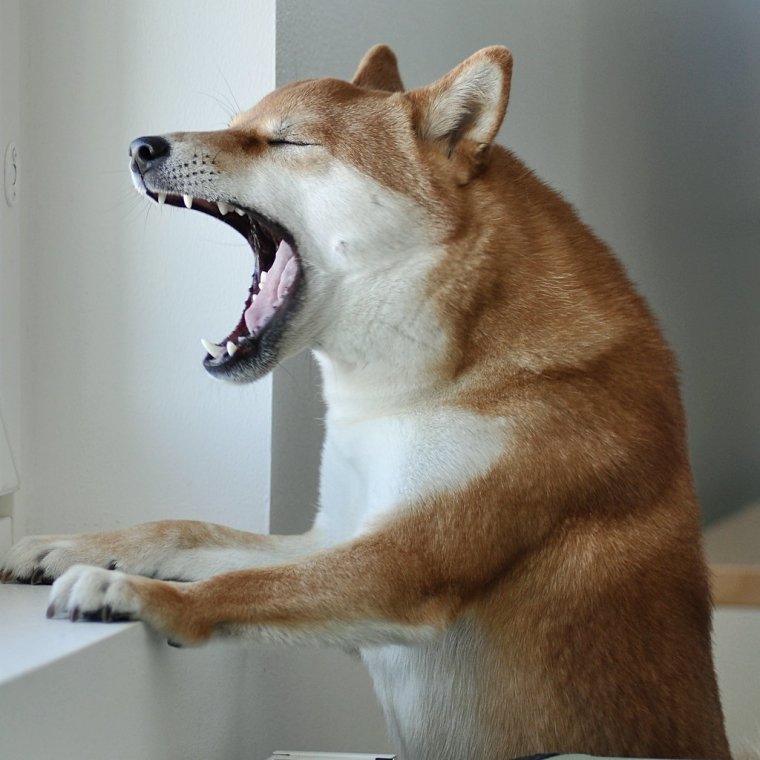 Злая собака Акита ину сиба