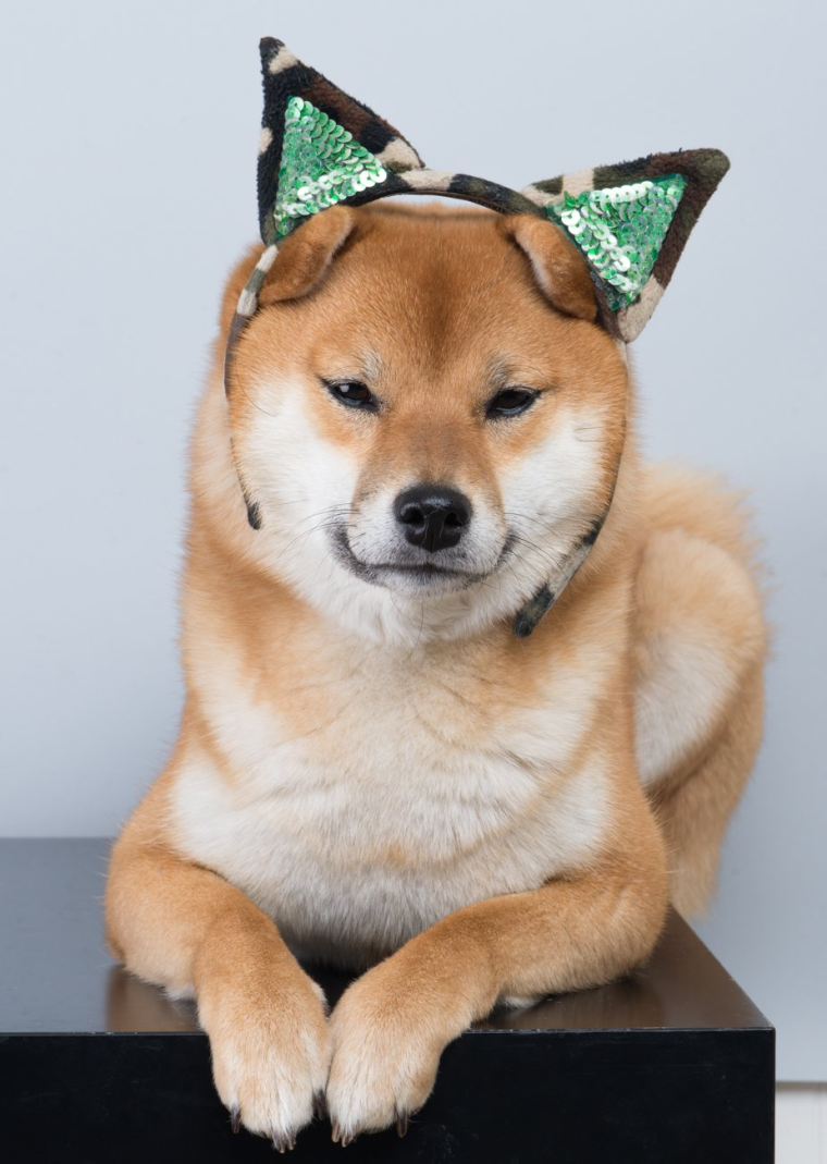 Шапочка Шиба ину