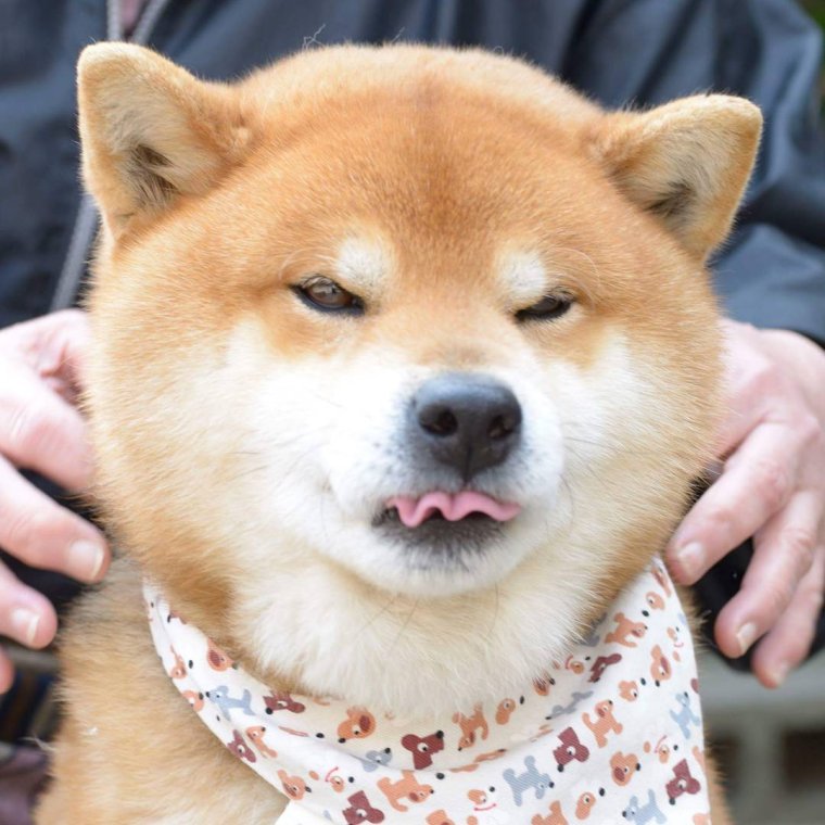 Шиба ину