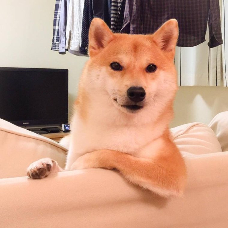 Акита ину Doge