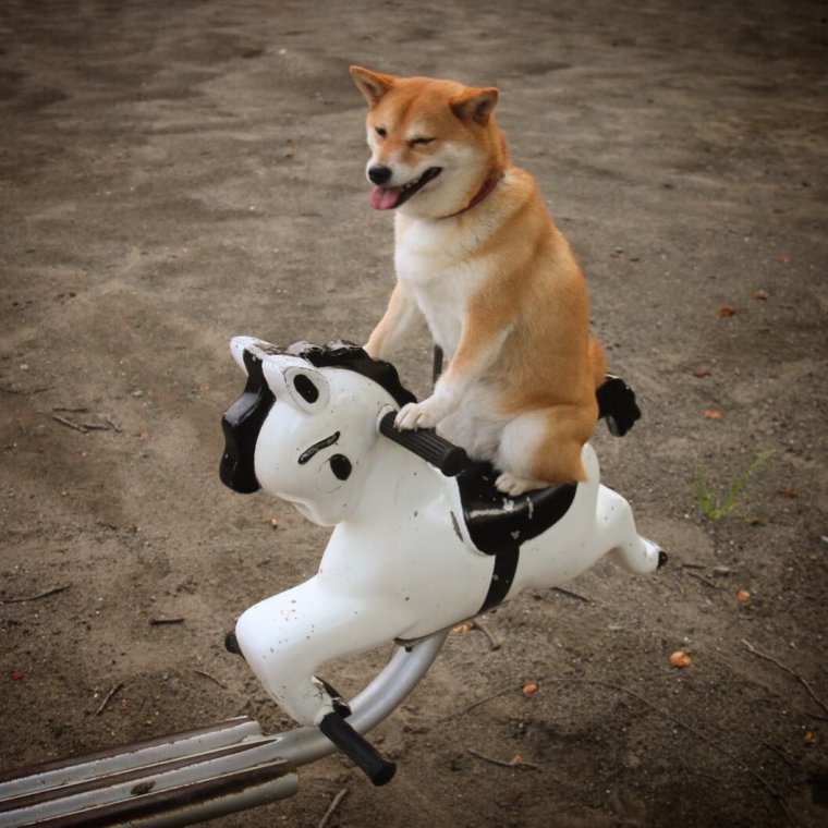 Смешные Шиба ину