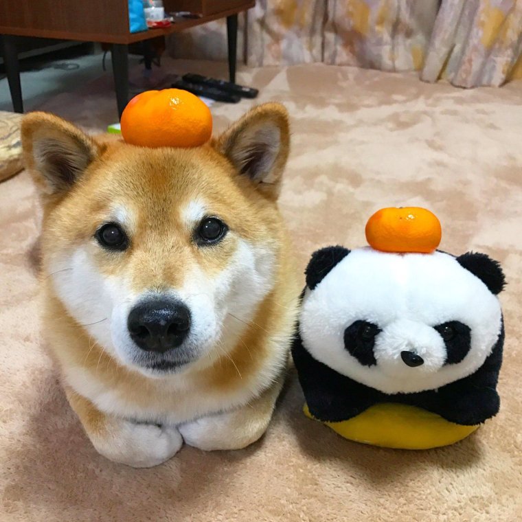 Мем сиба ину cute