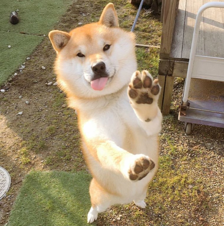 Шиба ину милая